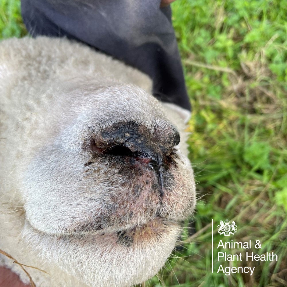 Sheep with crusting round the nostrils